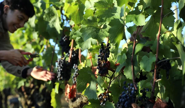 Vignes-&copy;-Hubert-Genouilhac