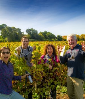 nps@newphoxstudio.com